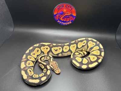 animal image