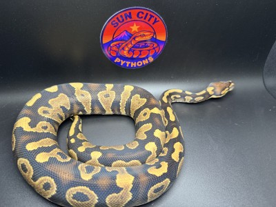 animal image