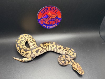 animal image