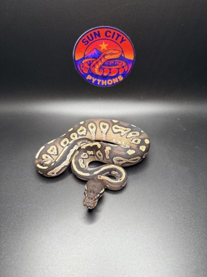 animal image