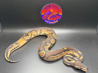 animal image