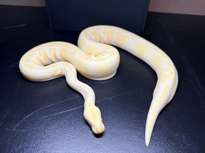 animal image