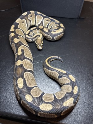 animal image