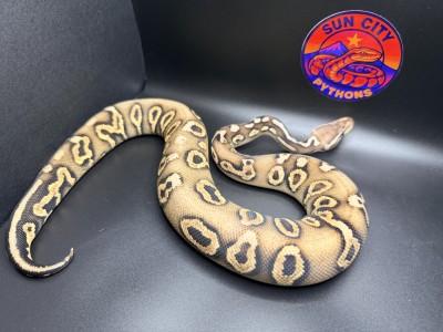 animal image