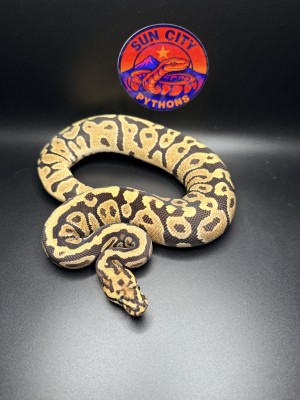 animal image