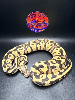 animal image