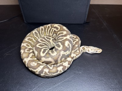 animal image