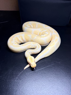 animal image