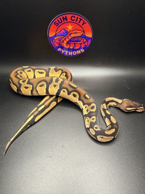 animal image