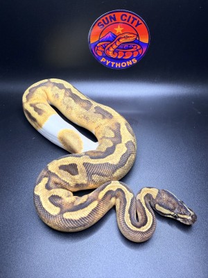 animal image