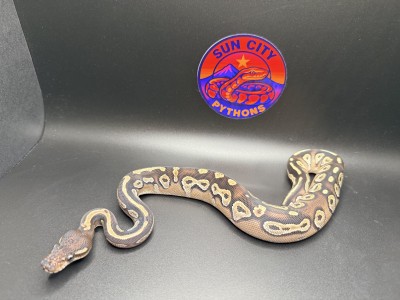 animal image