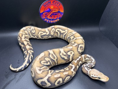 animal image
