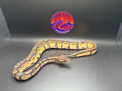 animal image