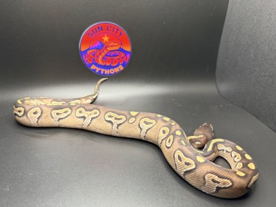 animal image