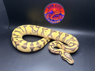 animal image