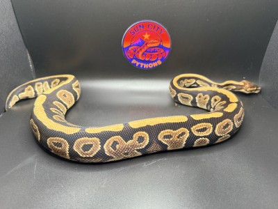 animal image
