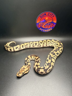 animal image