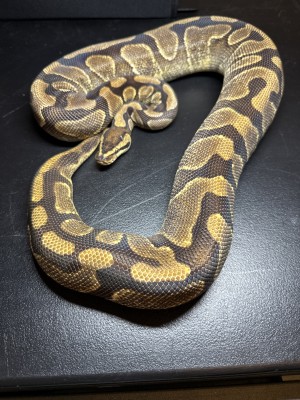 animal image