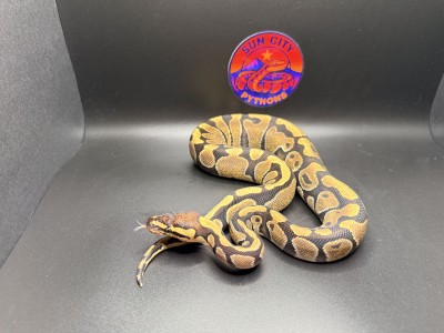 animal image