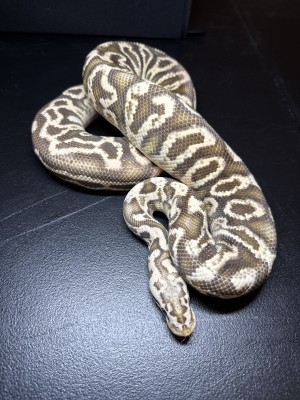 animal image