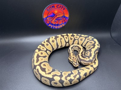 animal image