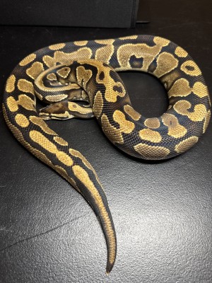 animal image