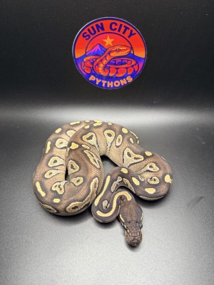 animal image