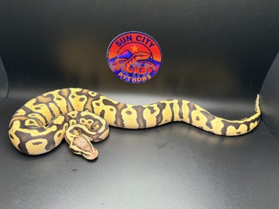 animal image