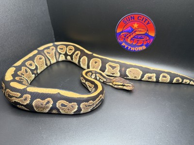 animal image