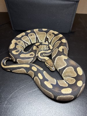 animal image