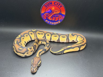 animal image