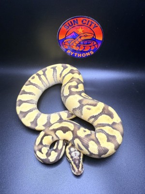 animal image
