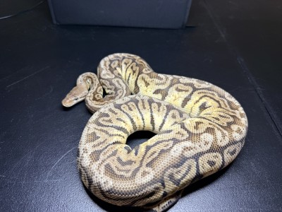 animal image