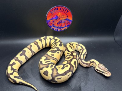 animal image