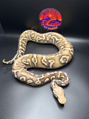 animal image