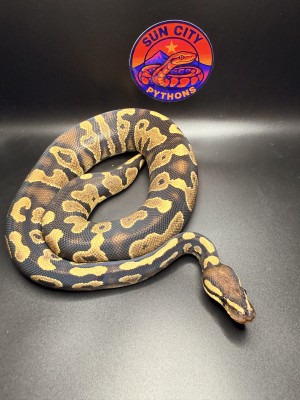 animal image
