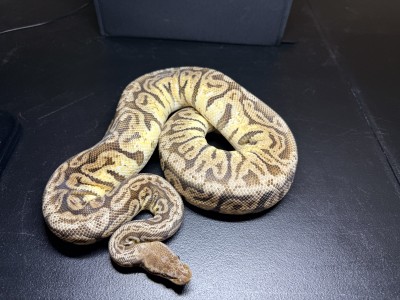 animal image