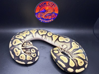 animal image