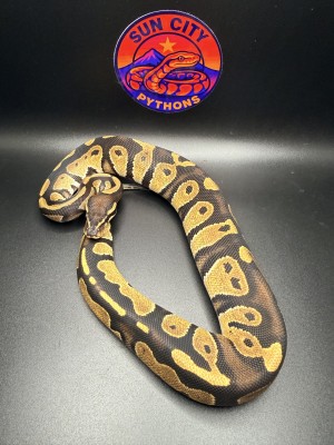 animal image