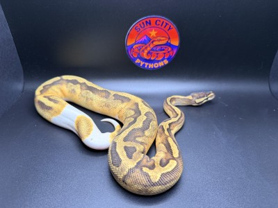 animal image