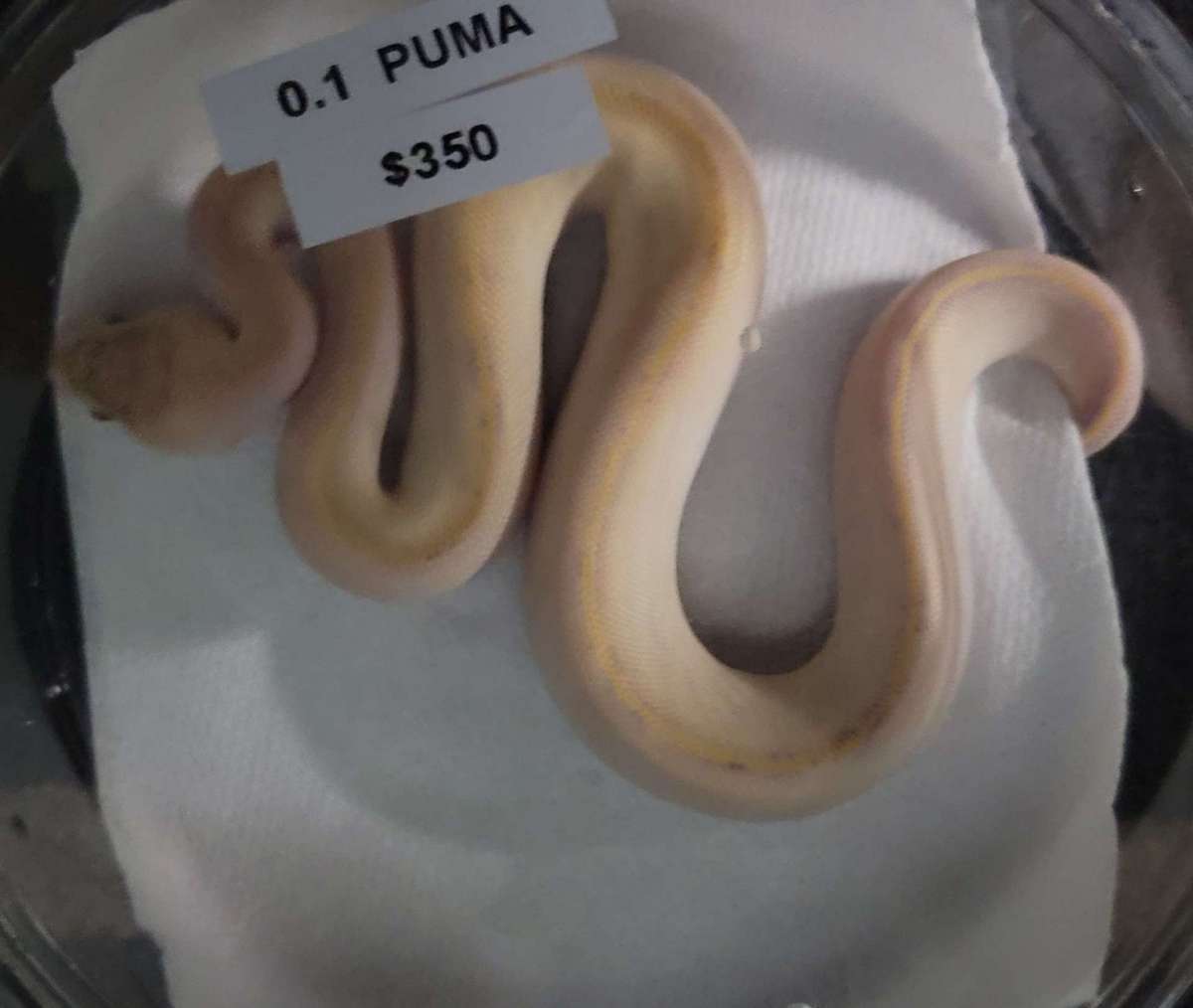 Puma