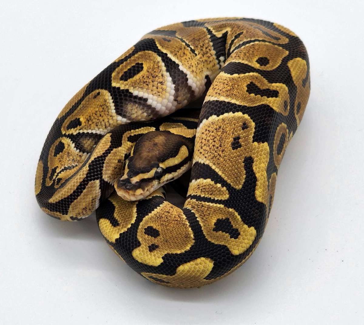 Alpha