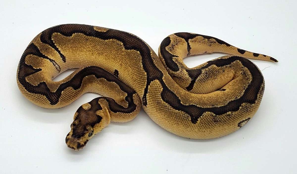 animal image