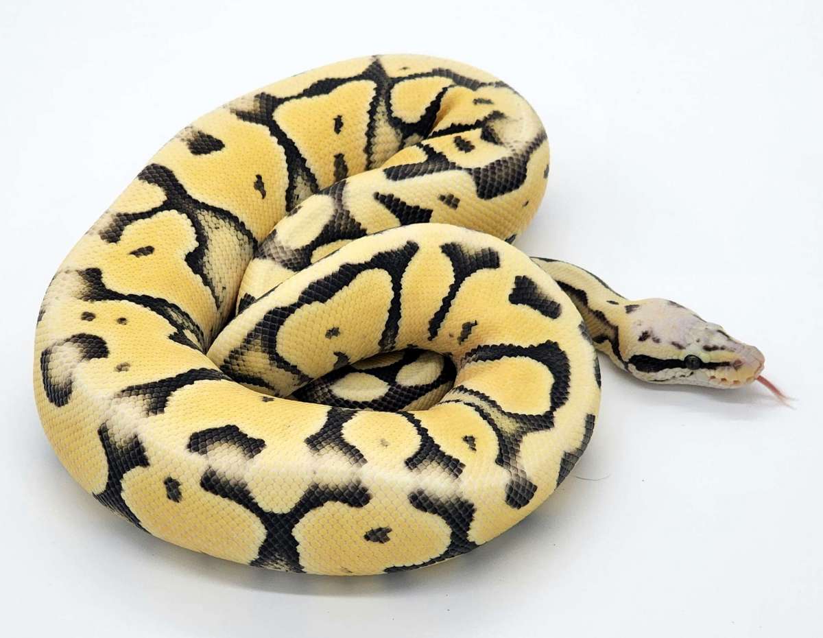 Sahara