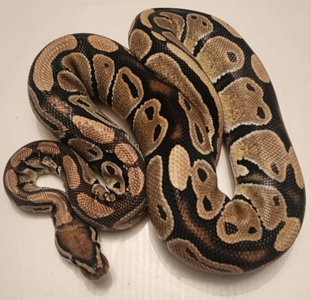 animal image