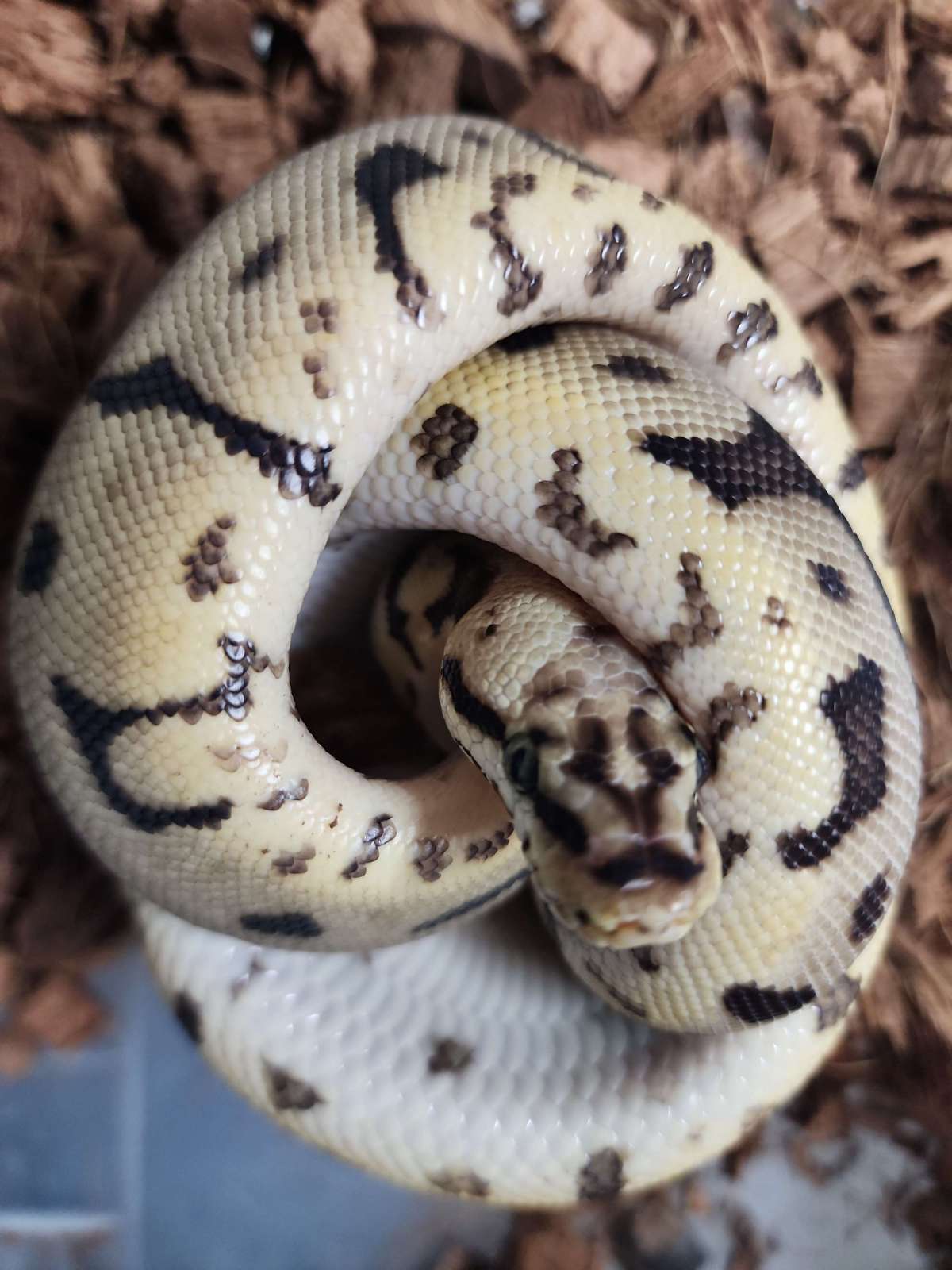 animal image