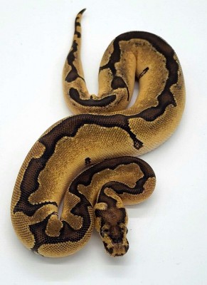 animal image
