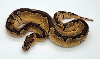 animal image