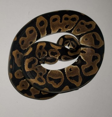 animal image