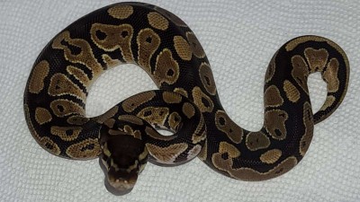 animal image